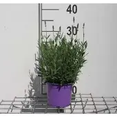 GRDplanten Lavandula ang. hidcote' - Lavande - Container 1.5 litres