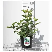 GRDplanten Viburnum op. compactum' - Snowball 25- 30 cm - Conteneur