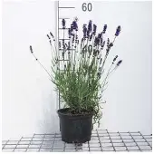 GRDplanten Lavandula ang. 'Hidcote' - Lavande - Conteneur 2 litres