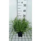 GRDplanten 6 x Carex flava - Laîche - Pot 9x9 cm