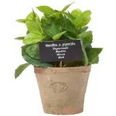 Homescapes Plante aromatique artificielle en pot, Menthe
