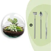 Urbanjngl Diy Terrarium - Dôme - ↕ 20 Cm