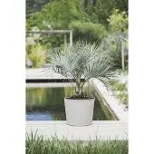 Poetic Pot Conique Element 100 L Ø57,5 Cm Finition Calcaire