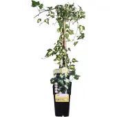 Everspring Lierre doré 'Goldheart' - Ø15cm - ↕65cm