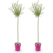 Green Boutiq 2x - Salix Flamingo - Ø23cm - ↕140-160cm