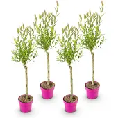 Green Boutiq 4x - Salix Flamingo - Ø17cm - ↕70-80cm