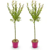 Green Boutiq 2x - Salix Flamingo - Ø19cm - ↕90-100cm