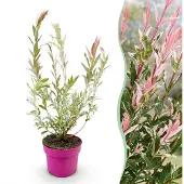 Green Boutiq Salix Flamingo - Ø17cm - ↕40-50cm