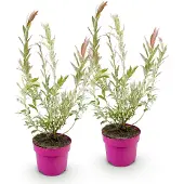 Green Boutiq 2x - Salix Flamingo - Ø17cm - ↕40-50cm