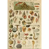 Grafika Puzzle Jouet éducatif 1000 pièces Larousse Mollusques