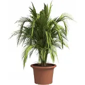Cstore Pot De Fleurs Venezia Cilindro - 50 Cm - Terre Cuite