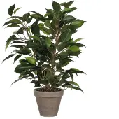 Mica Ficus Natsja Artificial Plant Vert