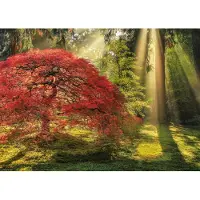 Heye Puzzle Forêt Magique Guiding Light - 1000 pièces