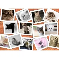 Grafika Puzzle chats - animal collage 2000 pièces Puzzle