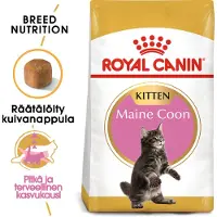 Royal Canin Maine Coon Kitten 10 kg