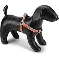 Beeztees BZ NY GESCH TRIAN HEGRAU 26-40 (Chien)