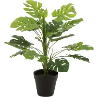 J-Line Philodendron en pot plastique vert small