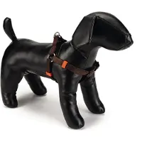 Beeztees BZ NY GESCH UNI GRIS FONCÉ 60-10 (100, 60, 62, 68, 80, 85, 90, 95, Chien, Général)