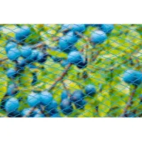 Nature Filet d'oiseaux Nano 10x4 m Bleu