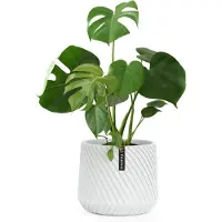 Fox & Fern Pot de fleurs Heusden fait à la main, en polystone respectueux des plantes.