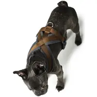 Hunter Harnais London Comfort, Taille:S-M/1, Couleur:marron
