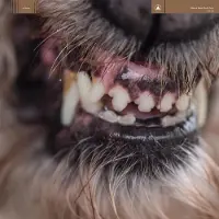 Konkurrent World Eater