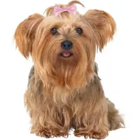 Trixie Nœuds Pour Les Cheveux 10 Unités