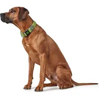 Hunter Pet Hilo Vario Basic L-xl Dog Collar Vert
