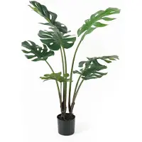 PT Living Monstera (89 cm)