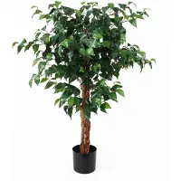 PT Living Fig Ficus (110 cm)