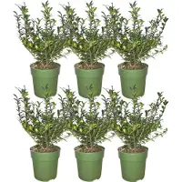 Frank GmbH Plants by Frank - Haie de houx de 1 mètre - Ilex crenata « Jenny » - Lot de 6 plantes de haie résistantes au froid - Haie à feuillage persistant - Livrées fraîchement coupées de la pépinière