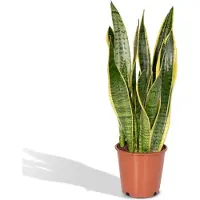 Everspring Chanvre arqué Laurentii - Ø14cm - 40cm