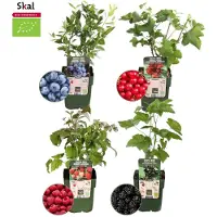 Frank GmbH Plants by Frank | Set de plantes fruitières'Paradis des fruits' | Mélange de 4 variétés | Fruits biologiques | Plantes fruitières rustiques | Pour jardin et balcon | Plantes de jardin