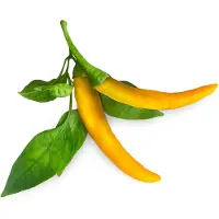 Click & Grow Graines De Jardin Smart Garden Refill 3-pack Yellow Chili Pepper