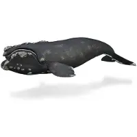Collecta Baleine franche de l'Atlantique Nord - (XL)