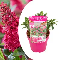 FloraStore Arbreà papillons - Buddleja davidii'Candy'- Hauteur 30-40cm -⌀19cm