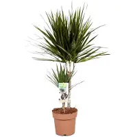 Plant in a Box Dragonnier - Dracaena marginata - Hauteur 70-80cm - 17cm