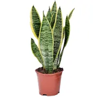 FloraStore Langue de belle-mère - Sanseviera'Futura Superba'- Hauteur 35-40cm -⌀12cm
