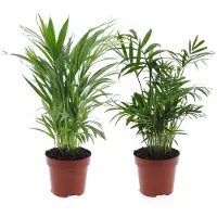 FloraStore Palmiers d'intérieur - Set de 2 - Dypsis, Chamaedorea - Hauteur 25-40cm - ⌀12cm