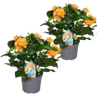 FloraStore Fleur du feu - Set de 2 - Crossandra'Fortuna'- Hauteur 20-30cm -⌀13cm