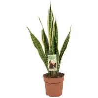 FloraStore Langue de belle-mère - Sansevieria trifasciata Laurentii - H60-70cm - ⌀17cm