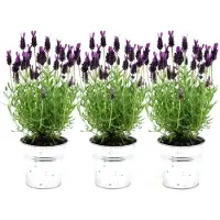 Frank GmbH Plants by Frank - Lavandula stoechas Anouk dans un pot décoratif « Old Look » - pot de 13 cm - lot de 3 lavandes françaises dans un pot décoratif
