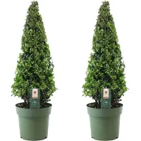 FloraStore Houx crenelé - Set de 2 - Ilex crenata'Jenny'- Hauteur 55-65cm -⌀21cm