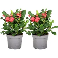 FloraStore Euphorbe de Madagascar - Set de 2 - Euphorbia'Milii'- Hauteur 25-35cm -⌀13cm