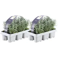 Frank GmbH Plants by Frank | 12 Plantes de lavande vraie | Lavandula angustifolia | Couvre-sol rustique | Vivaces rustiques | Plantes de jardin