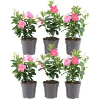 Frank GmbH Plants by Frank | 6 Dipladénia Pink | Mandevilla | Fleurs Roses | Floraison Abondante | Plantes de Jardin
