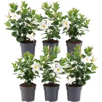 Frank GmbH Plants by Frank | 6 Dipladénia White | Mandevilla | Fleurs Blanches | Floraison Abondante | Plantes de Jardin