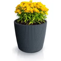 Prosperplast Ensemble de 4 pinceaux plats