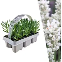 Frank GmbH Plants by Frank | 6 Plantes de lavande vraie blanche | Lavandula angustifolia | Couvre-sol rustique | Vivaces rustiques | Plantes de jardin
