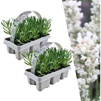 Frank GmbH Plants by Frank | 12 Plantes de lavande vraie blanche | Lavandula angustifolia | Couvre-sol rustique | Vivaces rustiques | Plantes de jardin